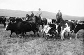 Son Altesse Royale le Prince de Galles aide avec le rassemblement, 15 au 16 septembre, 1919. / Photo: Bibliothèque et Archives Canada PA-022322.